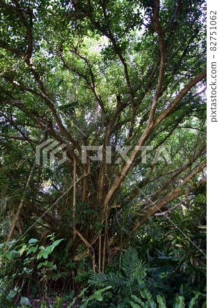Banyan tree in Miyakojima, Okinawa 82751062