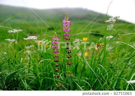 山形縣月山花市四鹽灶 82751063