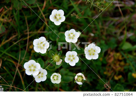 山形縣月山花古梅八莊 82751064