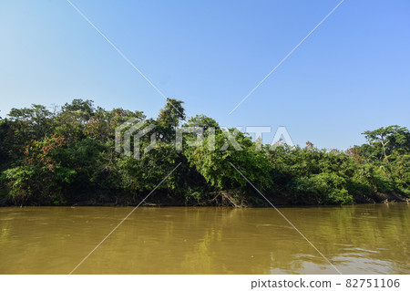Pantanal forest ecosystem, Mato Grosso, Brazil Pantanal forest ecosystem, Mato Grosso, Brazil 82751106