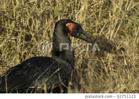 Southern ground hornbill,Bucorvus leadbeateri, Kruger National Park,South Africa Southern ground hornbill,Bucorvus leadbeateri, Kruger National Park,South Africa 82751123