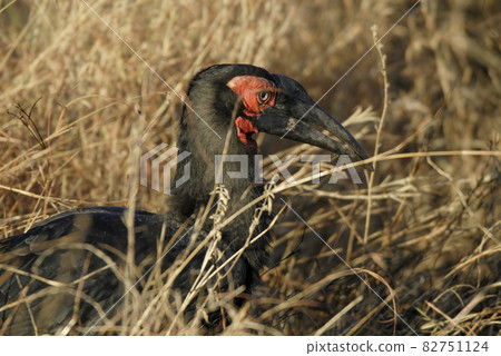 Southern ground hornbill,Bucorvus leadbeateri, Kruger National Park,South Africa Southern ground hornbill,Bucorvus leadbeateri, Kruger National Park,South Africa 82751124
