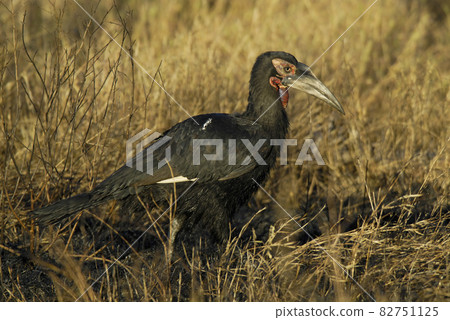 Southern ground hornbill,Bucorvus leadbeateri, Kruger National Park,South Africa 82751125