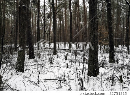 Winter in Kampinos National Park - Poland 82751215