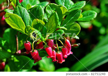 Yamagata Prefecture Gassan Flower Gakuurajiroyouraku 82751240