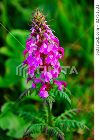 山形縣月山花市四鹽灶 山形縣月山花市四鹽灶 82751331