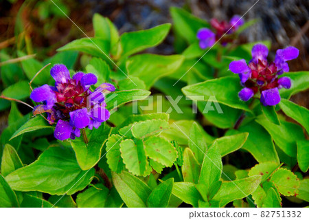 山形縣月山花立山海鰻 82751332