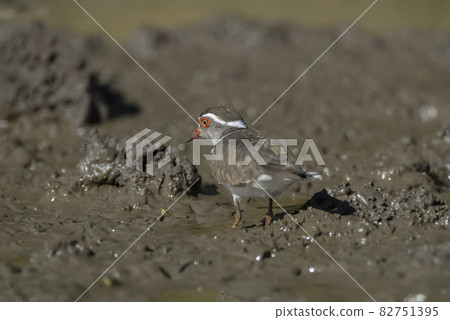 Three banded plover.Charadrius tricollaris, Kruger National Park, South Africa. Three banded plover.Charadrius tricollaris, Kruger National Park, South Africa. 82751395