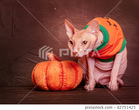 Portrait of a pink bald sphinx cat near a pumpkin in a halloween costume. Halloween concept. 82751425