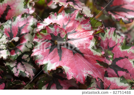 Exotic plant Royal begonia (Latin - Begonia rex) 82751488