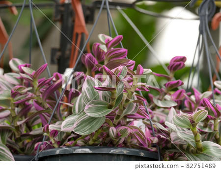Ornamental plant Tradescantia fluminensis 82751489