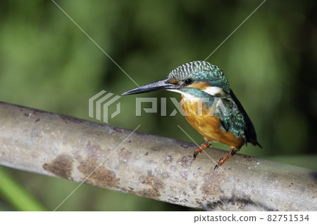 翠鳥棲息在河邊 82751534