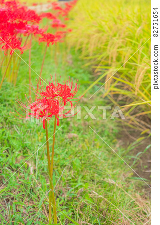 Amaryllis blooming on the shore [Azumino in autumn] 82751654