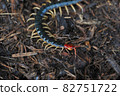 Big centipede 82751722