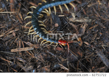 Big centipede Big centipede 82751722
