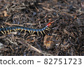 Big centipede 82751723