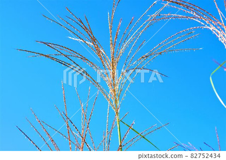 深藍色天空下的日本蒲葦的大復製品 深藍色天空下的日本蒲葦的大復製品 82752434