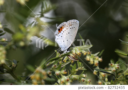 短尾藍色 82752435