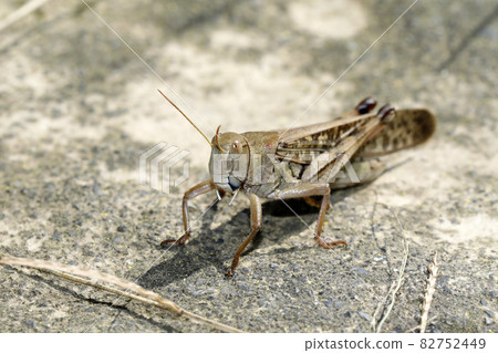 Tonosama beatta 82752449