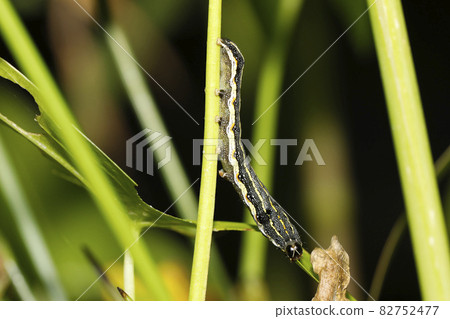 Spodoptera litura larva 82752477