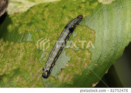 斜紋夜蛾幼蟲 82752478