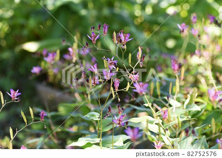 Hototogisu flower Hototogisu flower 82752576