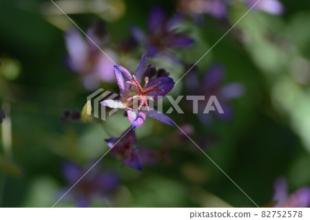 Hototogisu flower Hototogisu flower 82752578