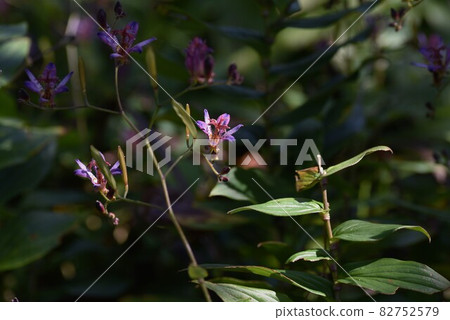 Hototogisu flower Hototogisu flower 82752579