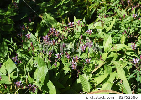 Hototogisu flower Hototogisu flower 82752580