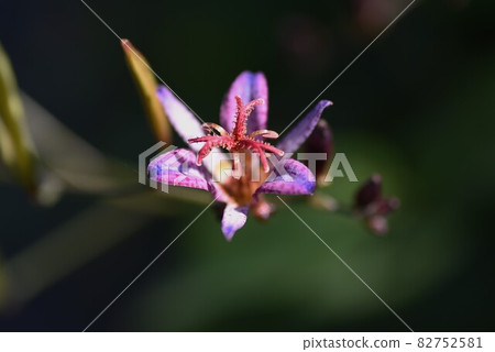Hototogisu flower Hototogisu flower 82752581