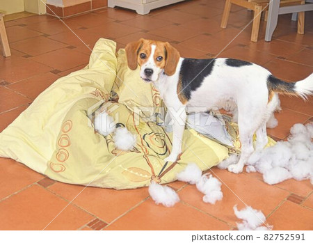 A tiny beagle dog chews bedlinen. Naughty begle puppy dog looking sorrowful that she has just destroyed 82752591