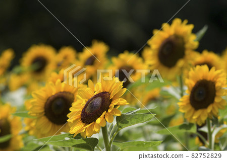 Sunflower flowers are in bloom in the sunflower field. The name of the sunflower variety is Vincent Orange. Twice Sunflower flowers are in bloom in the sunflower field. The name of the sunflower variety is Vincent Orange. Twice 82752829