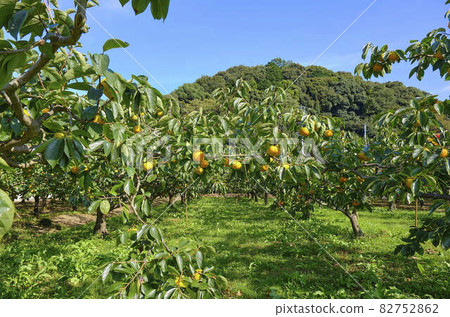 Rendaiji persimmon Rendaiji persimmon 82752862