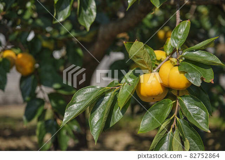 蓮台寺柿子 82752864