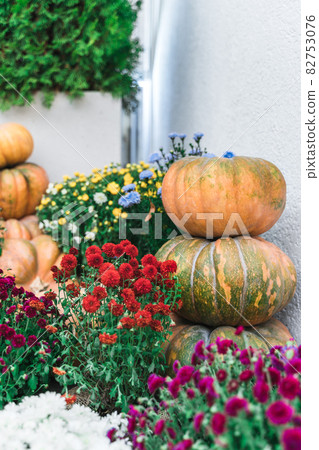 A stack of festive pumpkins at the home yard A stack of festive pumpkins at the home yard 82753076