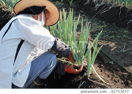 收穫蔥的人 收穫蔥的人 82753077