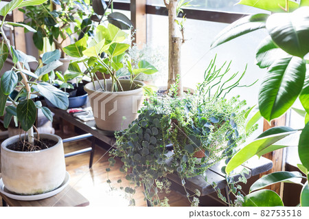 葉子植物 82753518