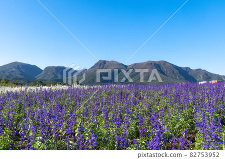Plateau flower field Kuju Flower Park 82753952