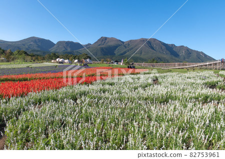 Plateau flower field Kuju Flower Park Plateau flower field Kuju Flower Park 82753961