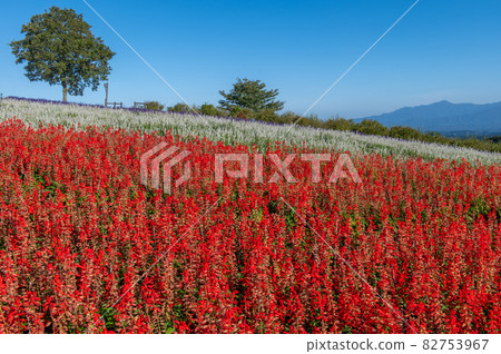 Plateau flower field Kuju Flower Park Plateau flower field Kuju Flower Park 82753967
