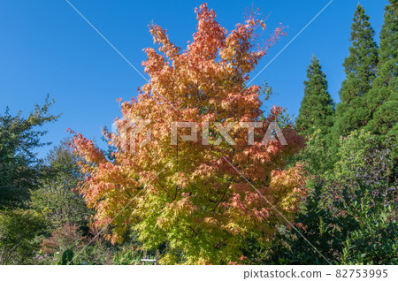 Plateau flower field Kuju Flower Park Plateau flower field Kuju Flower Park 82753995