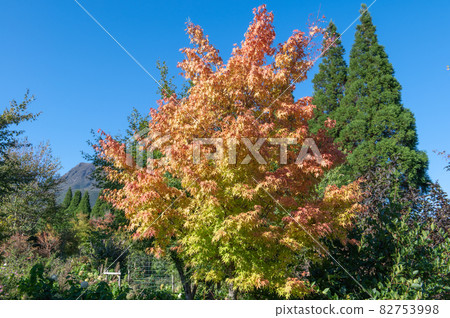 Plateau flower field Kuju Flower Park 82753998