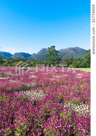 Plateau flower field Kuju Flower Park 82754008