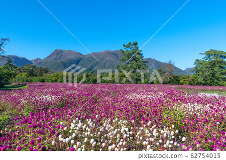 Plateau flower field Kuju Flower Park 82754015