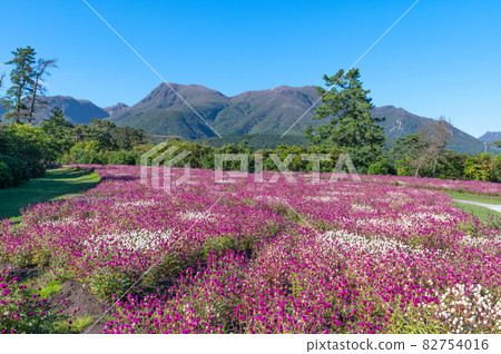 Plateau flower field Kuju Flower Park 82754016