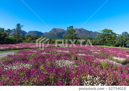Plateau flower field Kuju Flower Park 82754028