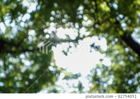 Sunbeams, trees out of focus 82754051