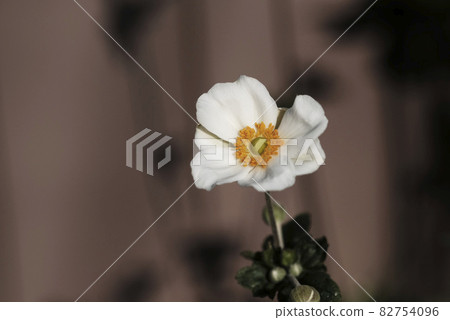 White anemone flowers 82754096