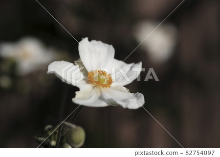 White anemone flowers White anemone flowers 82754097