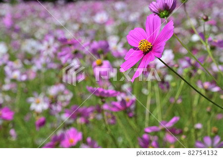 Cosmos Flower Expo'70 Commemorative Park Suita City 82754132